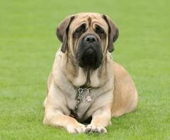 Old English Mastiff